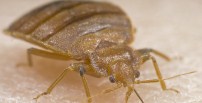 Bed Bug Extermination