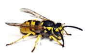 Wasp pest control